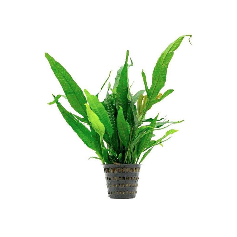 Planta acvariu Microsorum Pteropus Stoffels - imagine 4
